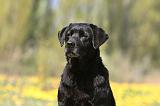 LABRADOR 1004